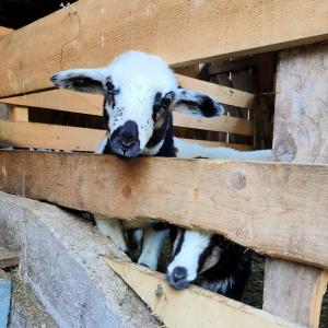 特伦塔Organic Tourist Farm Pri Plajerju的一只小山羊正在透过木栅栏