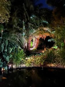 奥尔巴尼奥尔巴尼巴厘岛风格公寓的夜晚花园的背景是一只龙