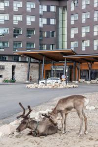 列维Hotel Levi Panorama的两只鹿站在沙子旁边,在一座建筑物旁边