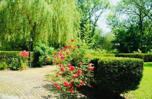 拉卢维耶尔L'EVEIL的种着红色花卉和 ⁇ 树的花园