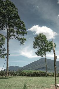 PujunganKAMPUNG KOPI CAMP的两棵树在山地的地上