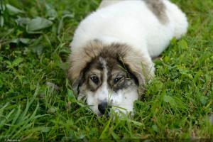 布朗美景旅馆的一只棕色和白色的狗躺在草地上