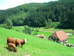Hofstetten萨尔蒙斯巴赫2号公寓的两头奶牛在草地上放牧,有房子
