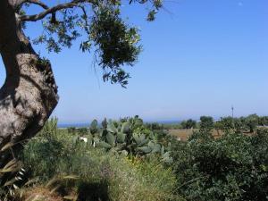 法萨诺Masseria Pelosella B&B的仙人掌和树的田野景观