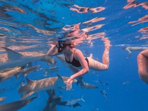胡鲁马累Araamview的一群鲨鱼在水中的一个女人