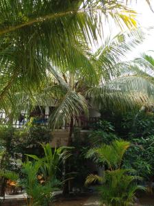 坦加拉Little Sunshine Guest House & Restaurant的一群棕榈树在一座建筑前