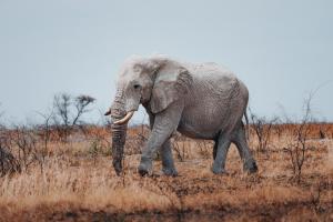 纳穆托尼Villa Mushara的一只大象在高大的草地上行走