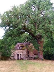 GinalsLes granges de l abbaye的一座古老的石头房子,有一棵大树