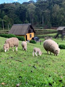 卡内拉Leão De Judá的一群羊在田野里放牧