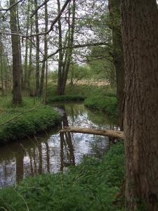 Meeuwen鲁伊特霍芙农家乐的森林中间有木头的小溪