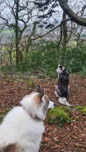 哈雷克Y Branwen - adult only and dog friendly的两只狗在树林里玩耍