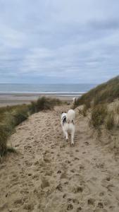 哈雷克Y Branwen - adult only and dog friendly的一条狗在海边沙滩上行走