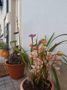 波尔图Alto da lapa Luxury house的几株盆栽植物坐在建筑物旁边