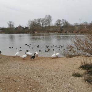 奥尔良Chambre Monde Tout confort Saint-Marceau的一群鸟站在湖岸边