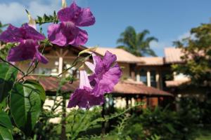 Matoury拉查米耶尔酒店的一群紫色的花在房子前面