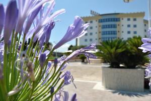 卡西诺Edra Palace Hotel & Ristorante的一组紫色的花,有一座建筑的背景