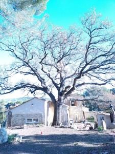 朗贝斯克Sous un chêne bicentenaire agréable Chambre avec jardin et espace de W的站在房子前面的一棵大树