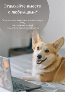阿德勒伊梅莱汀斯基摩尔思科公寓酒店的一只狗躺在床上,床上用笔记本电脑