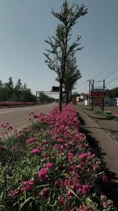 网走市ビジネスホテル幸楽的道路边的一片粉红色花