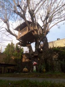 墨西哥城Casita del Árbol的树屋,坐在树顶上