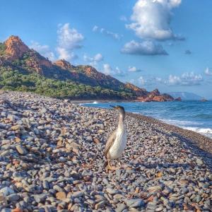 Marina di GairoNew Camping Coccorrocci的鸟儿站在海边的岩石海滩上