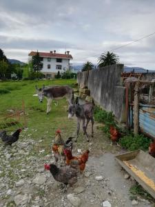 奥利奥Agroturismo Pagoederraga的田里养着牛和鸡
