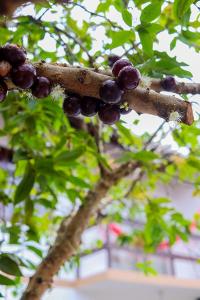波梅罗迪Apê Jabuticabeira的树枝上的一束水果