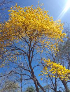MéridaRosa's Lake Cabins的一颗黄色花朵的树,蓝天