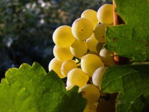 StratzingAsbacher Klosterkeller的葡萄藤上的一束白葡萄