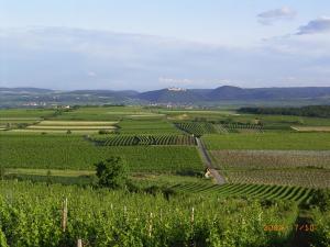 StratzingAsbacher Klosterkeller的葡萄园,在田间中间有一条路