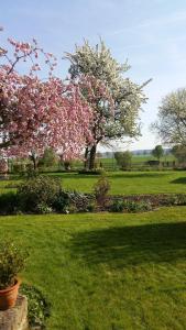 艾恩贝克Fewo Wolf的草场上一棵有粉红色花的树