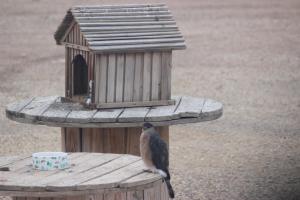 卡尔斯巴德Karbani Inn的鸟站在鸟的喂食者上