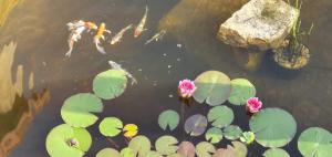 Saint-Germain-des-FossésCYRIS - Chambres Duplex - Spa & Piscine Centre ville的池塘,池塘里放着粉红色的花和百合花垫