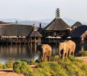 奥茨胡恩巴福士野生动物观光酒店的三头大象站在一座建筑前面
