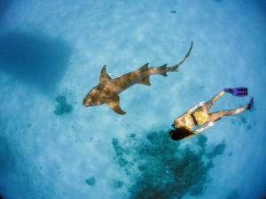 迪古拉Tides Dhigurah的水中游泳的男人和鲨鱼