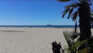 阿格德角Hélios 24, T2 climatisé, parking, terrasse, 500m plage的海滩上有人种着棕榈树