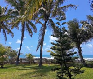 尼西亚弗洛雷斯塔PONTA das BRILLES Departamento 1的海滩上的一棵棕榈树