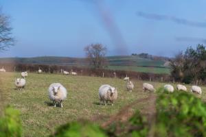 阿贝尔格莱Beautiful Countryside cottage on the North Wales Coast的牧羊群在田野上放牧