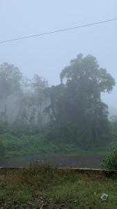 库斯哈尔纳加尔Dreams River view homestay coorg B的一群树在雾中的一个田野里
