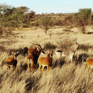 卡图Gamagara Africa Private Nature Reserve的羚羊群和斑马群在田野中