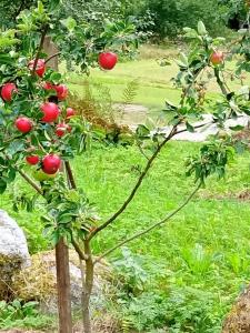 艾菲约德An authentic experience in picturesque Eidfjord的花园中一棵红苹果树