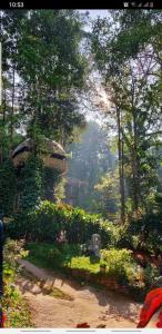 蒙纳Jungle Jive Tree House Munnar的花卉和房子花园的画