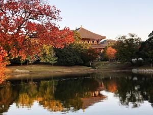 奈良Nara Park Blue Sky的相册照片