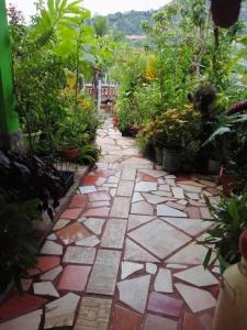 科潘玛雅遗址Casa “Doña Zoyla” B&B的种有植物的步道花园