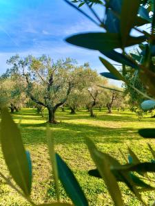 CollemezzanoPodere al Fico B&B的一片绿草丛生,树丛背景