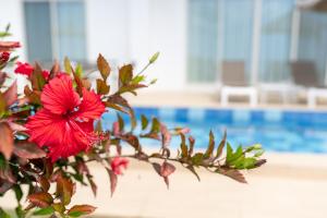 宫古岛宫吉岛砂山海滩水晶别墅酒店的游泳池前的红花