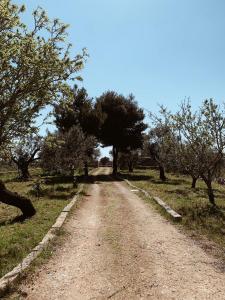 拉卡莱Trullo Contrada Specchi的田边有树木的土路