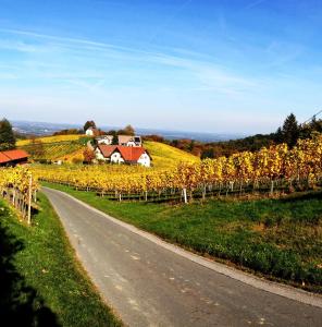 韦因地区拉奇Weingut Schwarzl的山坡上一座房子的葡萄园里的道路