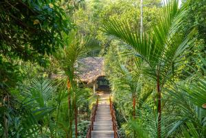 提喀迪Amritara Shalimar Spice Garden Resort & Spa的一条穿过丛林的棕榈树小径