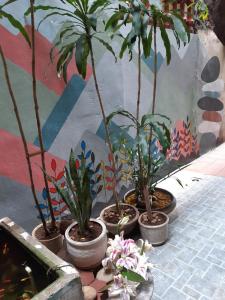 河内同吉民宿的坐在人行道上的五种盆栽植物